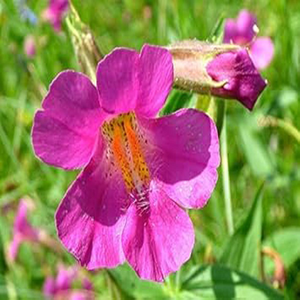 Purple Mimulus Lewisii Flower seeds for Planting - Easy to Grow, Heirloom & GMO Free Seeds for Home Garden