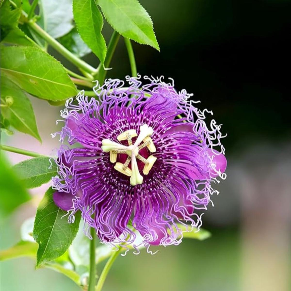 Purple Passionflower Seeds for Planting Heirloom, Non-GMO, Easy to Grow, Perennial