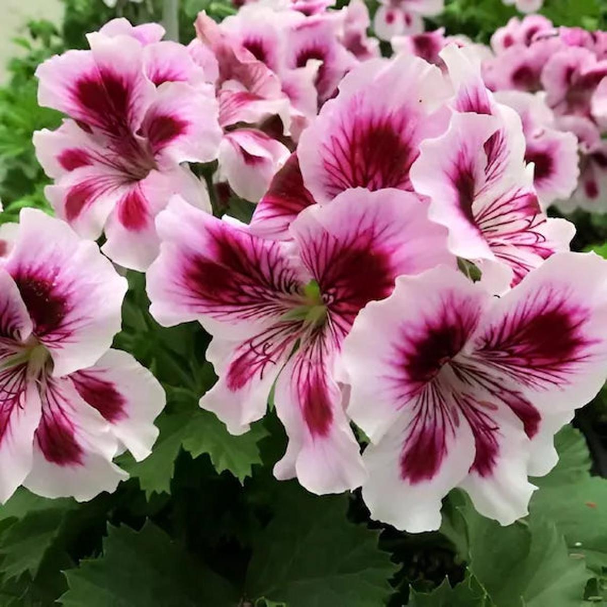 Purple & White Geranium Flower seeds for Planting Easy to Grow Heirloom & GMO Free Seeds for Home Garden Sale