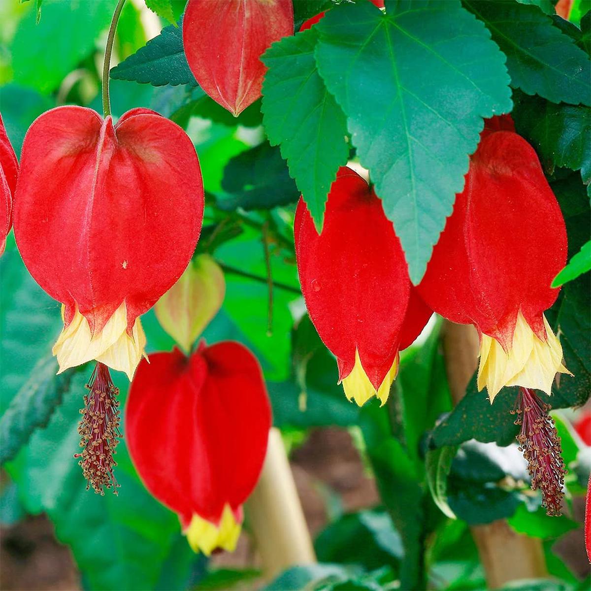 Rare Red Yellow Bleeding Heart Flower Seeds for Planting  Heirloom, Non-GMO, Perennial, Shade Tolerant