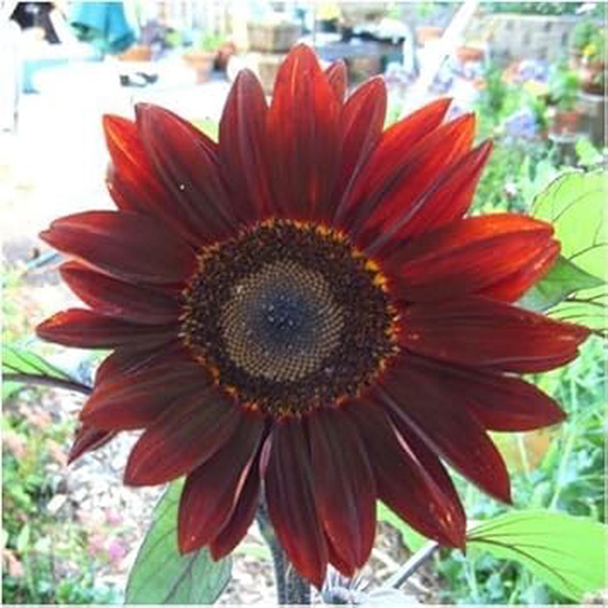 Red Moulin Sunflower Flower seeds for Planting - Easy to Grow, Heirloom & GMO Free Seeds for Home Garden