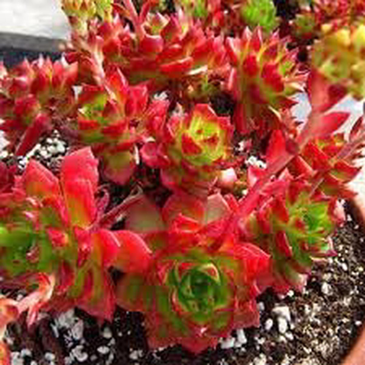 Red Succulent Flower Seeds for Planting  Heirloom Non-GMO High Germination Organic Garden Seeds