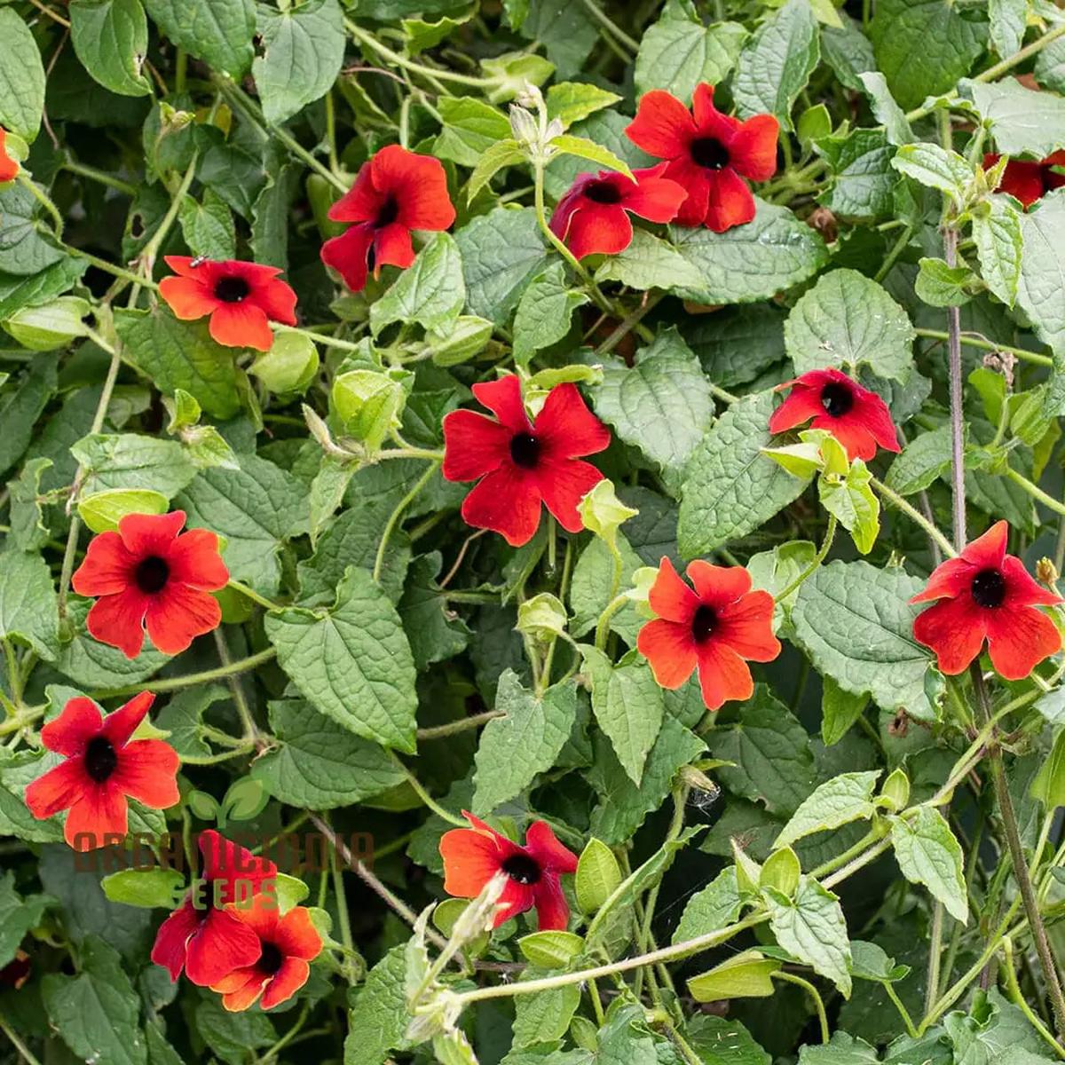 Red Thunbergia Flower Seeds for Planting Heirloom, Non-GMO, High Germination Organic Garden Seeds