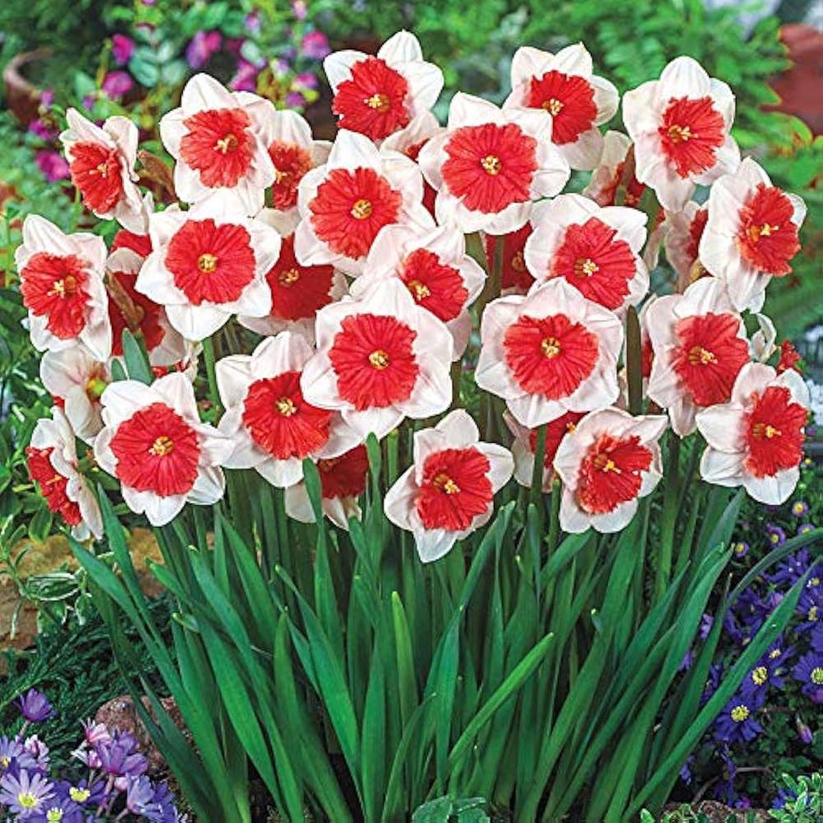 Red White Daffodils Flower Seeds  Heirloom Non-GMO High Germination Spring Blooms Seeds for Planting