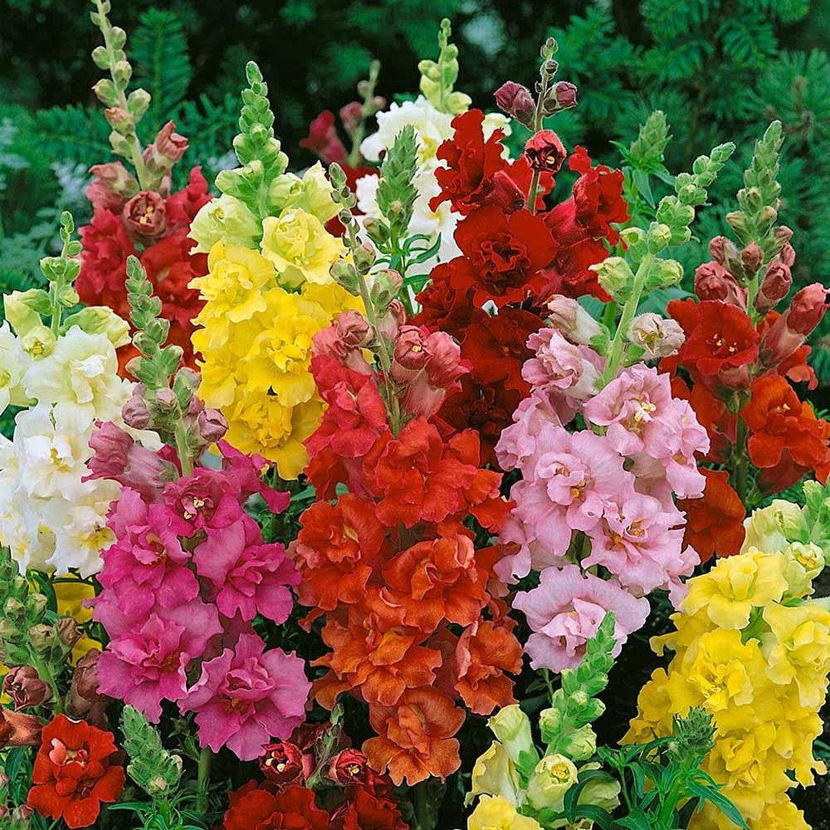 Red Yellow Antirrhinum Flower Fresh Planting Snapdragon Blooms Flower Seeds Home Garden