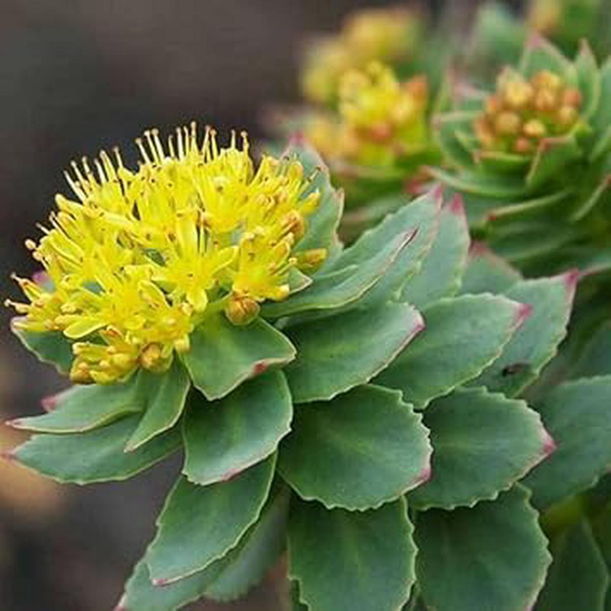 Rhodiola Rosea Flower For Planting Non Gmo Heirloom Medicinal Herb Flower Seeds for Home Garden