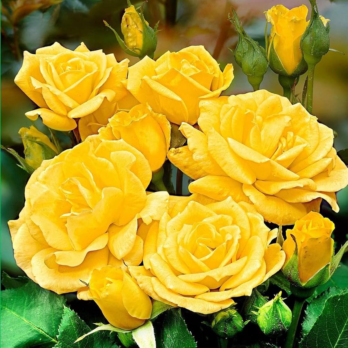 Rose Flower Seeds for Planting  Heirloom, Non-GMO, High Germination Garden Seeds for Vibrant Blooms