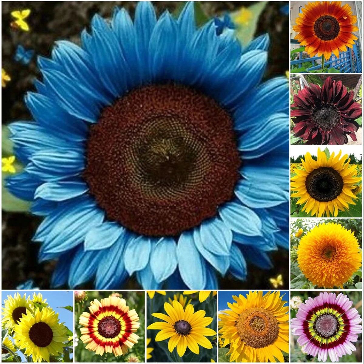 Species Mix Variety Sunflower Seeds Unique and Varied Garden Heirloom, Non-GMO, High Germination Organic Garden Seeds
