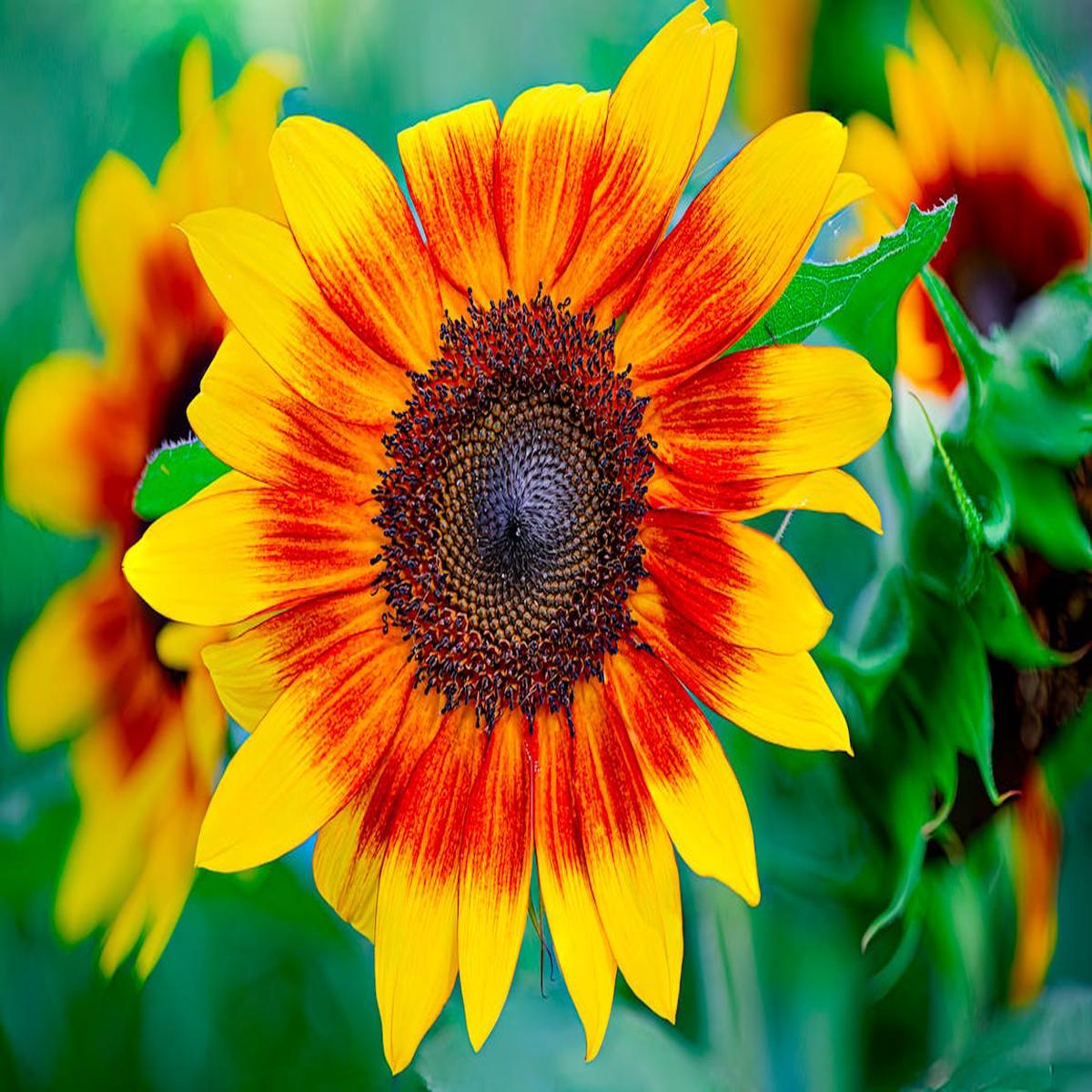 Sunflower Yellow Orange Flower Seeds for Planting  Wildflower Mix, Heirloom Non-GMO Organic Garden Seeds