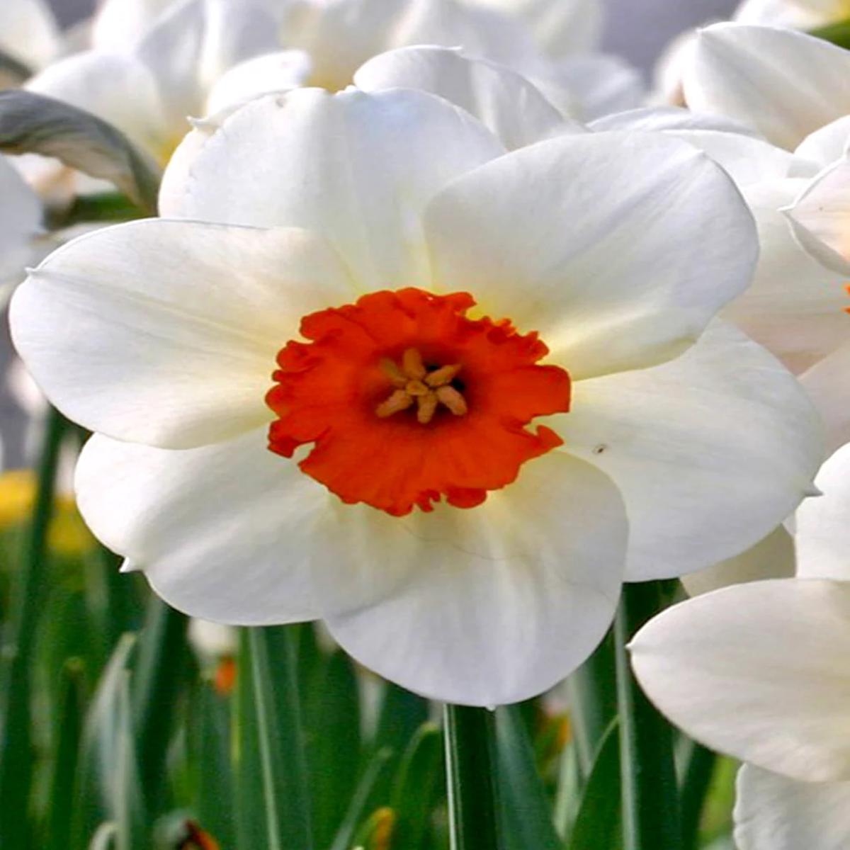 Thick Orange White Daffodils Flower Seeds for Planting  Heirloom, Non-GMO, Easy to Grow, High Germination