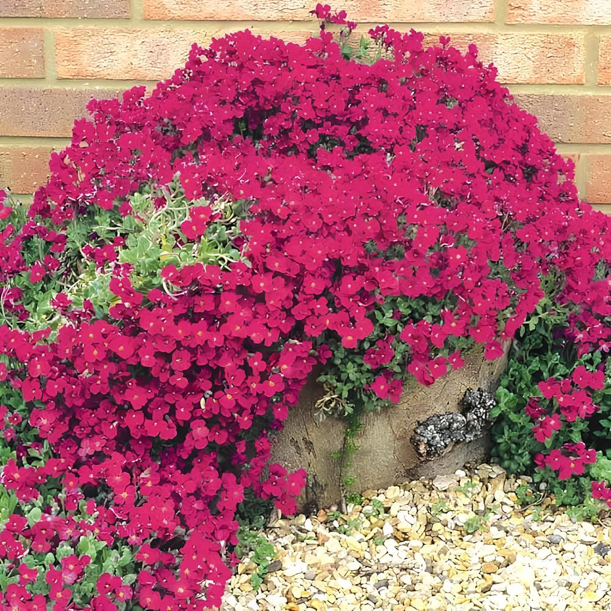 Thyme Thymus Serpyllum Creeping Herb For Planting Ideal Ground Cover For Paths Lawns Rock