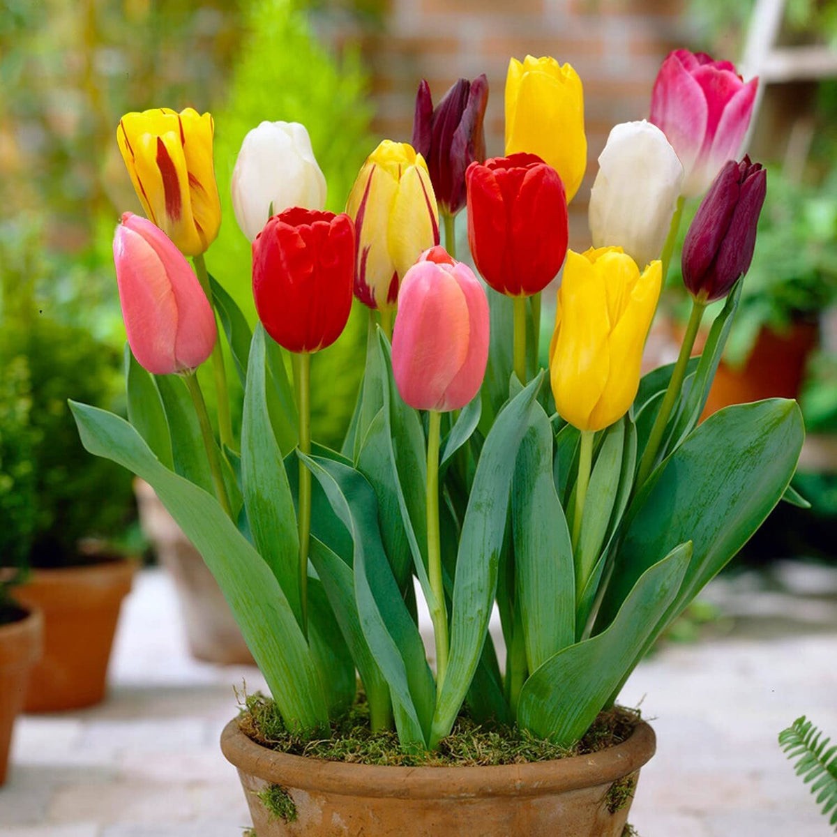 Tulip Flower seeds for Planting - Compact Growth, Heirloom & GMO Free Seeds for Home Garden