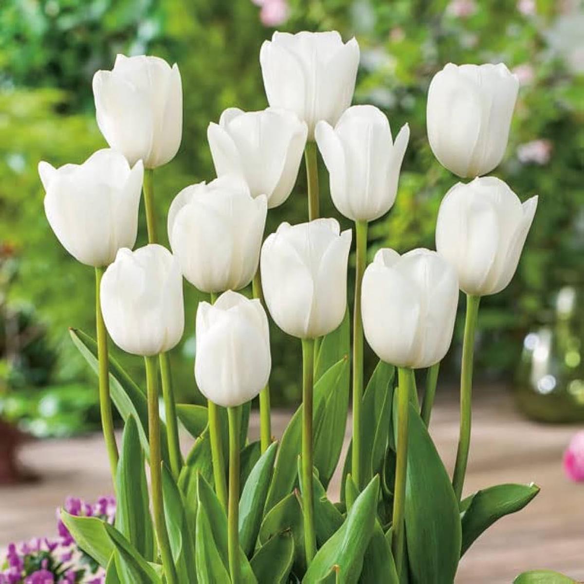 Tulip Petals Flower seeds for Planting Compact Growth Heirloom & GMO Free Seeds for Home Garden Sale