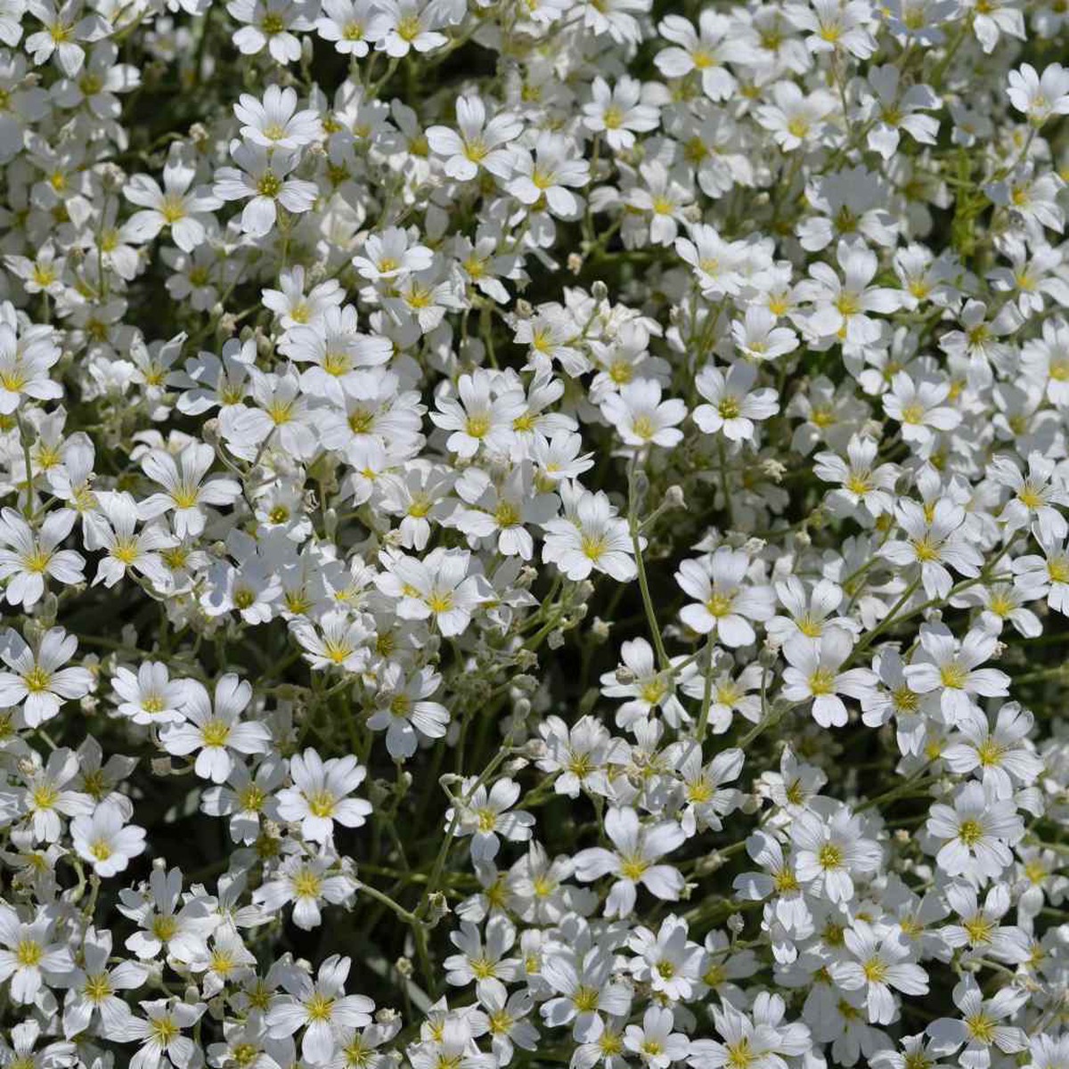 White Gypsophila Repens Flower seeds for Planting Sun Loving Heirloom & GMO Free Seeds for Home Garden Sale