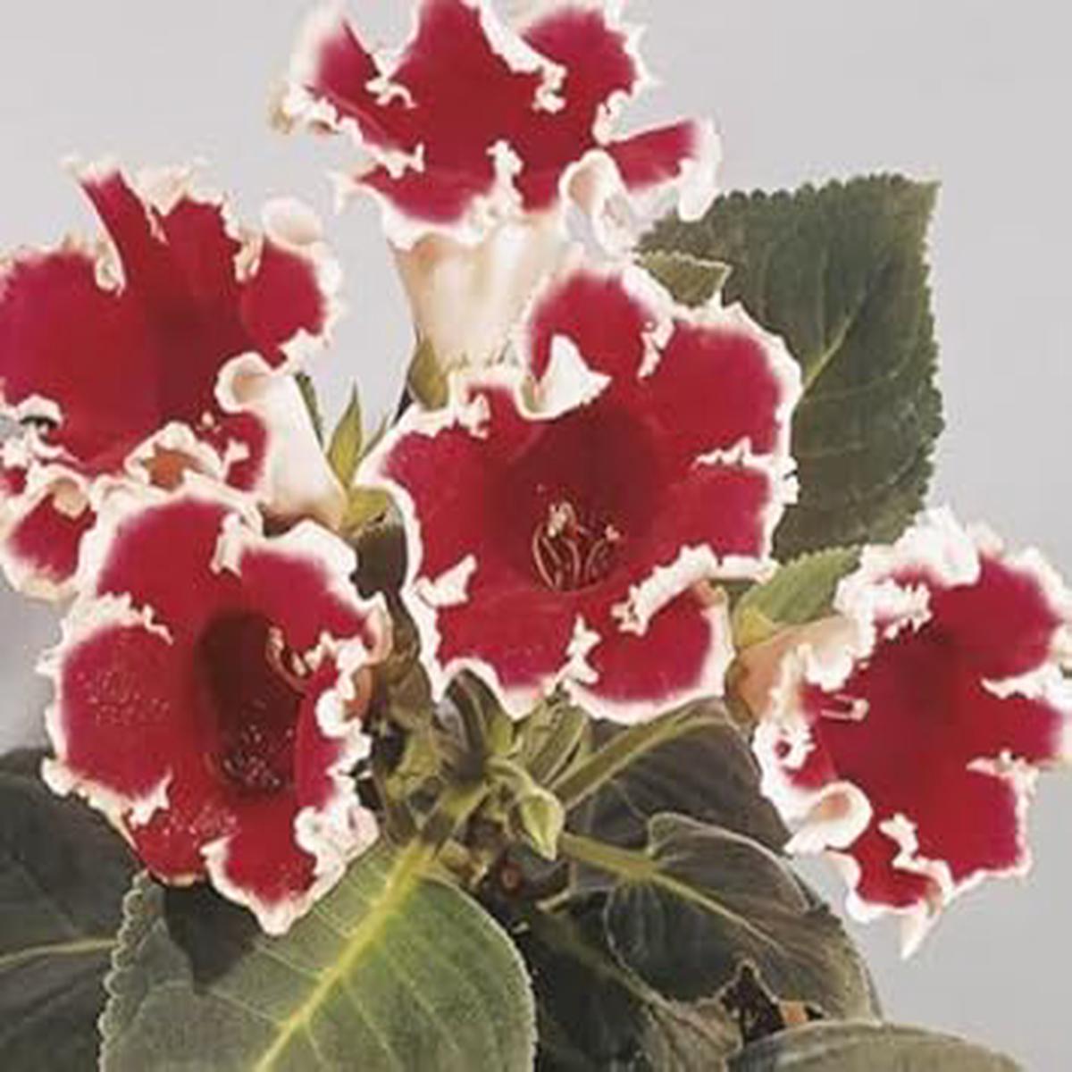 White Maroon Gloxinia Flower Seeds for Planting Sun Loving, Heirloom, Non-GMO, High Germination