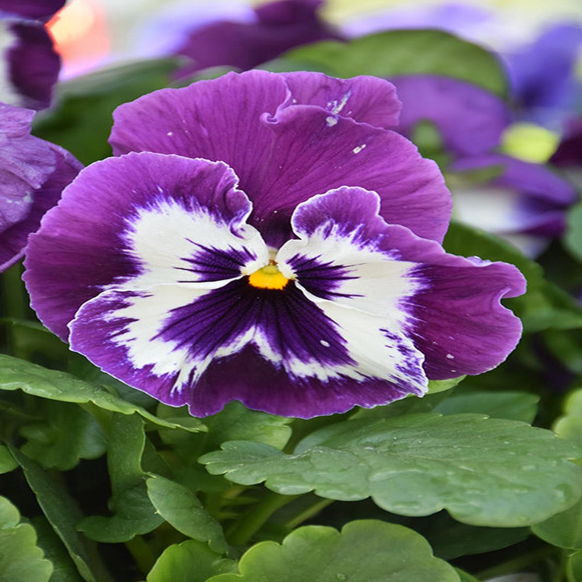 White Violet Pansy Flower Seeds for Planting Heirloom Non-GMO Organic Garden Seeds with High Germination