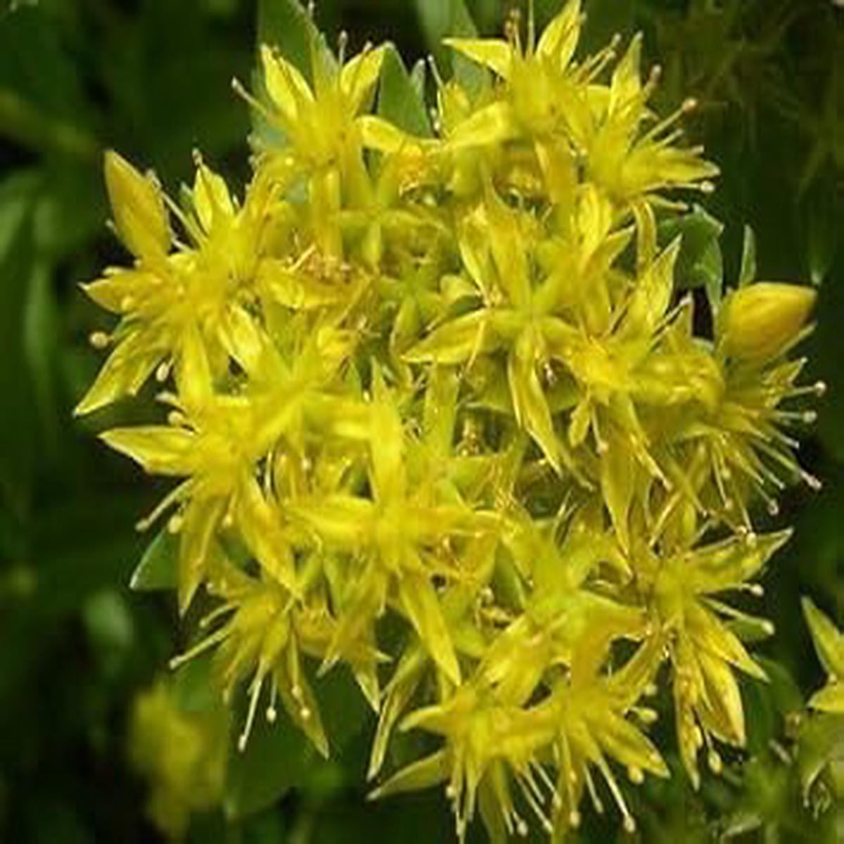 Yellow Aizoon Flower Seeds for Garden Non-GMO, Heirloom, High Germination Seeds