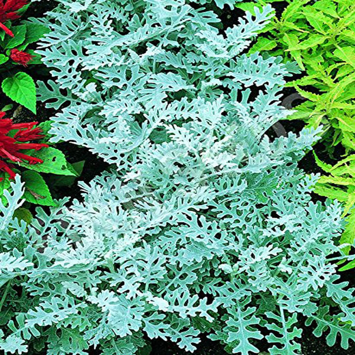 Yellow Dusty Miller Planting Porch Garden Flower Bed Flower Seeds Home Garden Planting,