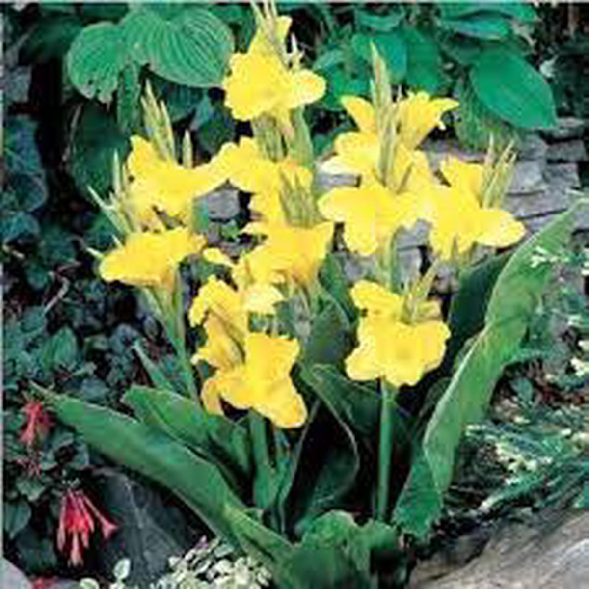 Yellow Pretoria Flower seeds for Planting - Premium Quality, Heirloom & GMO Free Seeds for Home Garden