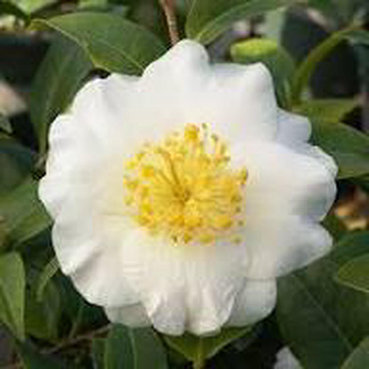 Yellow White Camellia Flower Seeds for Planting  Borders, Heirloom, Non-GMO, High Germination Organic Seeds