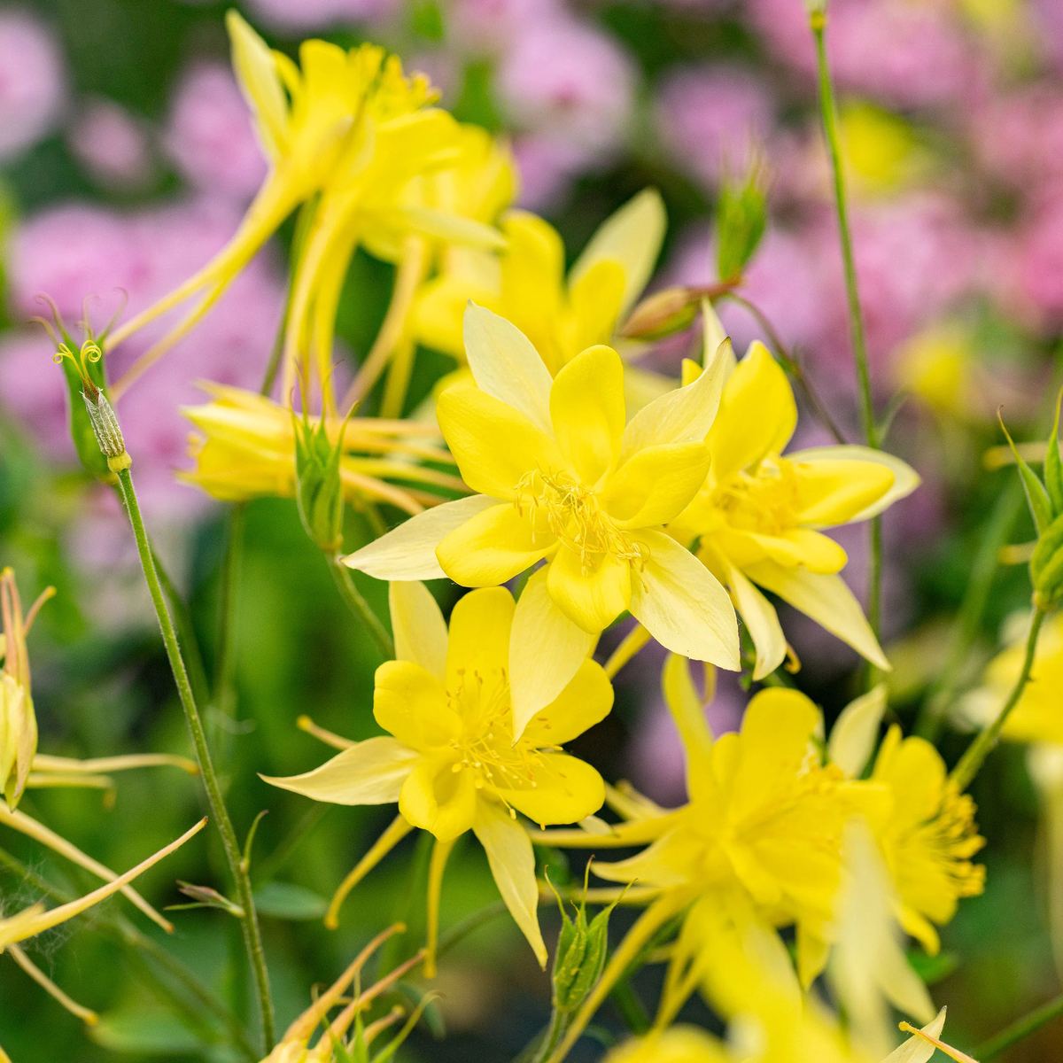 Aquilegia Chrysantha Flower Seeds  Heirloom, Non-GMO, Golden Columbine Blooms for Garden Planting