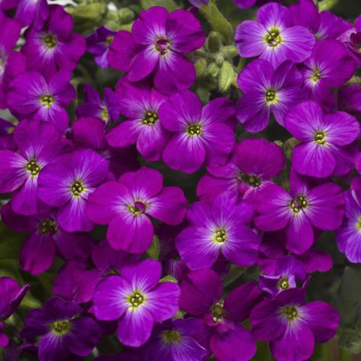 Aubrieta Cascade Purple Flower Seeds for Planting