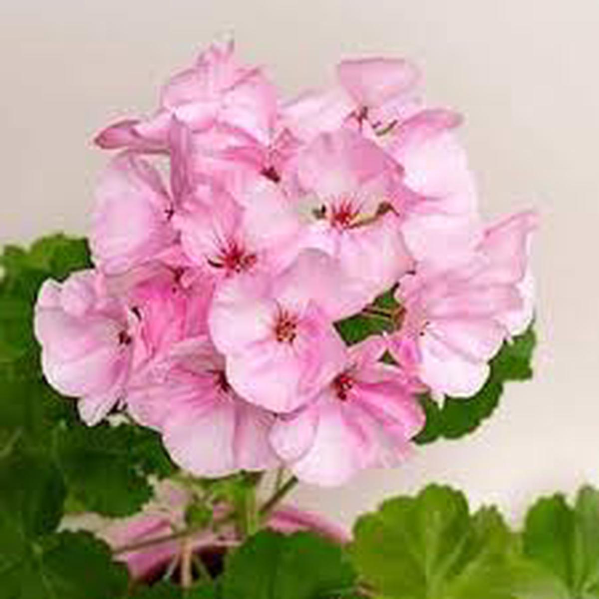 Baby Pink Pelargonium Flower Seeds for Planting Colorful Display, Heirloom, Non-GMO & High Germination Seeds
