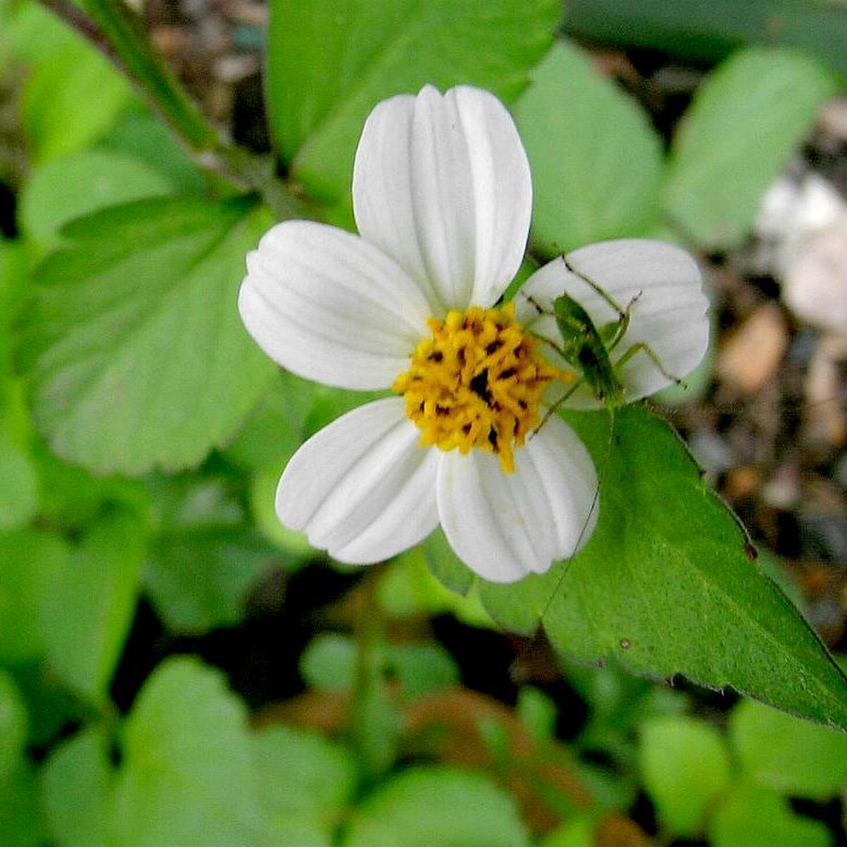 Bidens Alba (Butterfly Needles) Flower Seeds  Heirloom, Non-GMO, Pollinator-Friendly