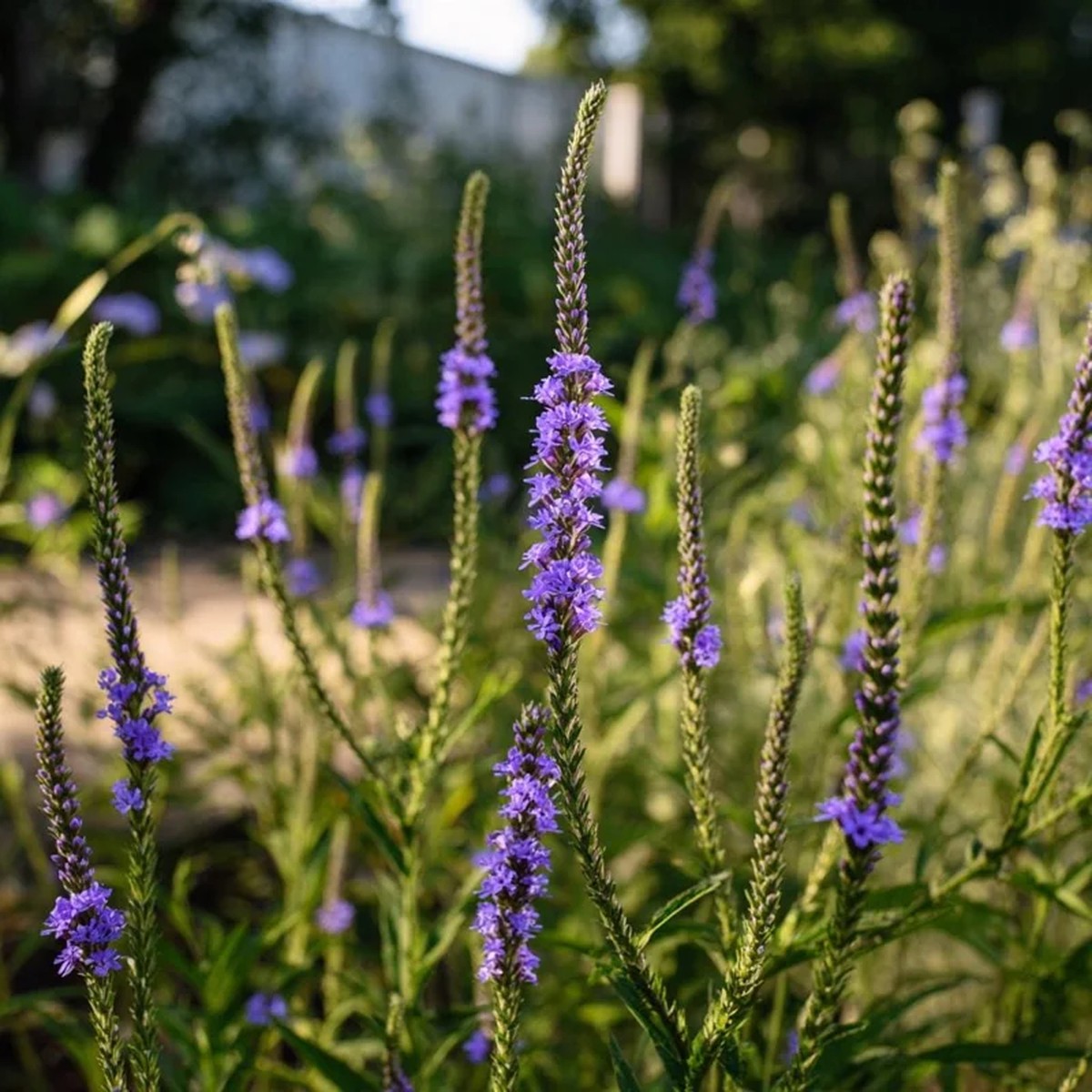 Blue Vervain Seeds - 200 Count, Perennial, Vibrant Blue-Purple Blooms, Pollinator Friendly