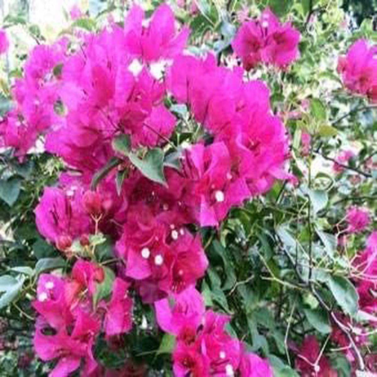 Bougainvillea Flower seeds for Planting Shade Tolerant Heirloom & GMO Free Seeds for Home Garden