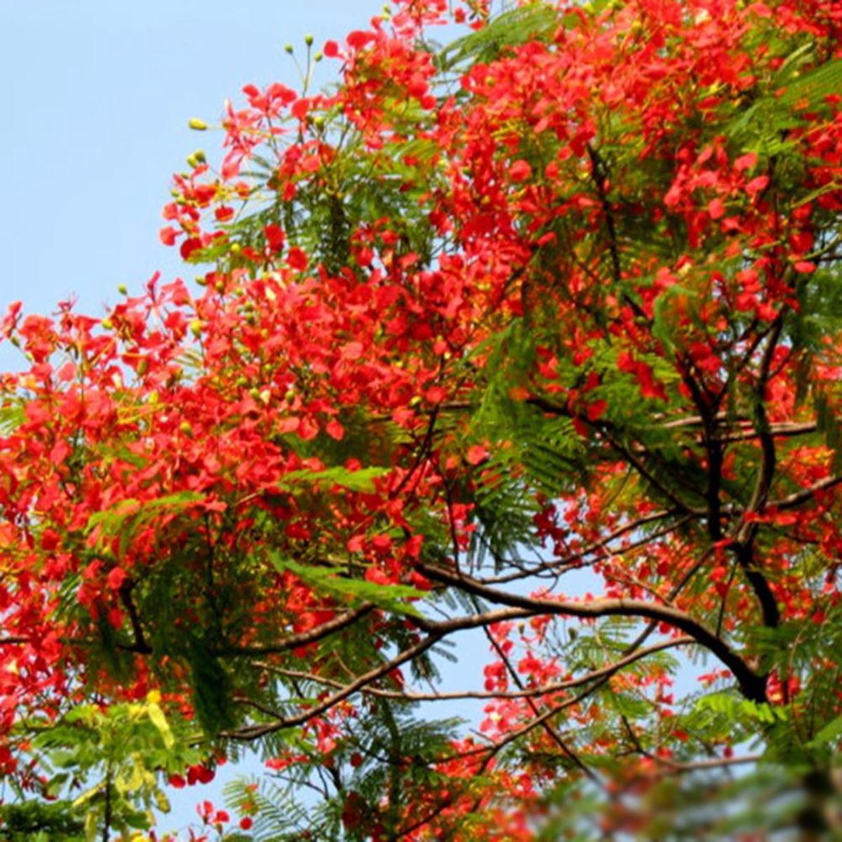 Brachychiton Acerifolius Flower Seeds for Planting Heirloom, Non-GMO Organic Garden Seeds with High Germination