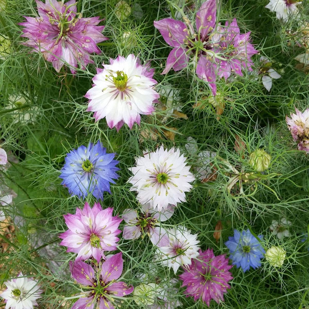 Damascena Flower Seeds for Planting - 100 pcs