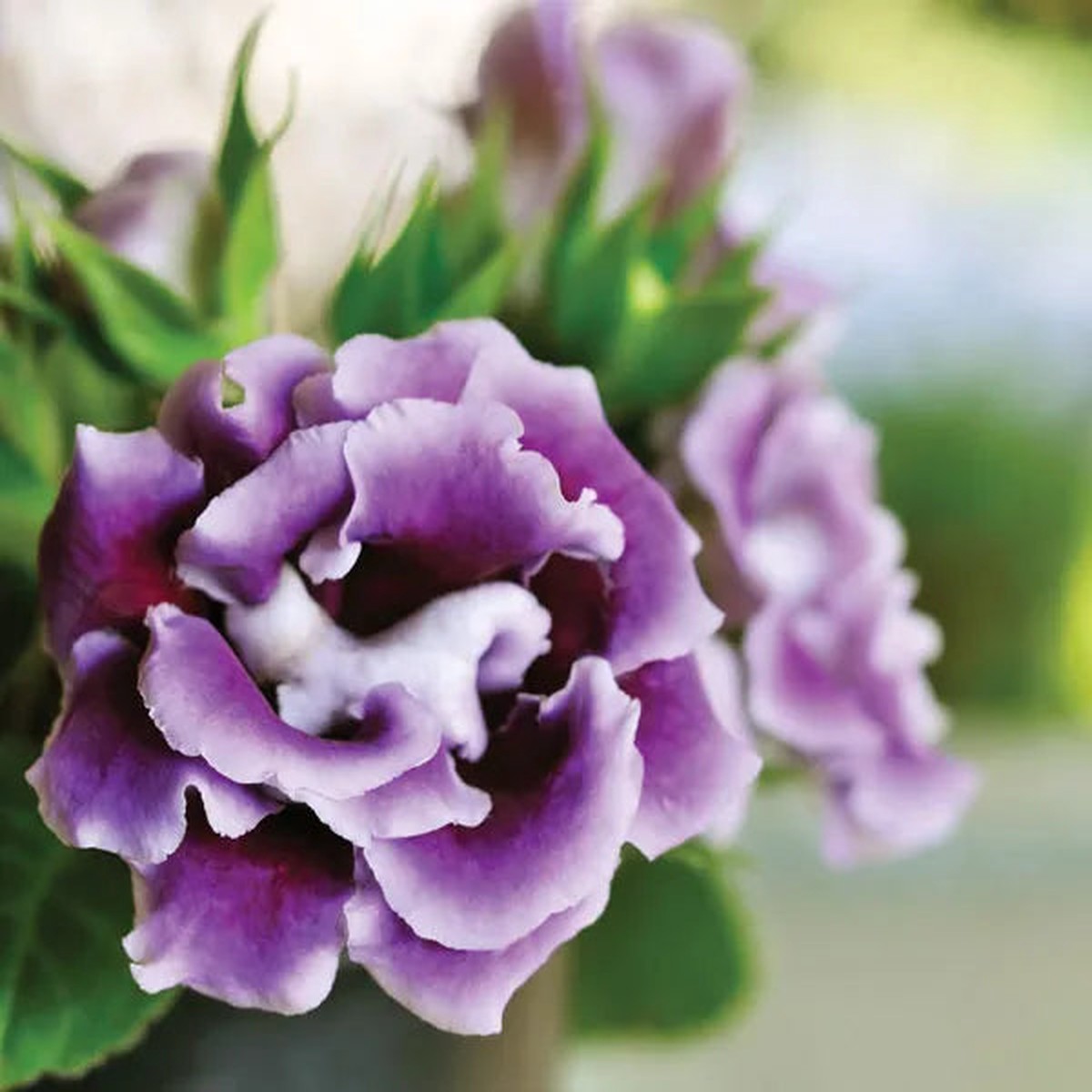 Heirloom Non-GMO Light Purple Gloxinia Flower Seeds Elegant Blooms for Garden Planting