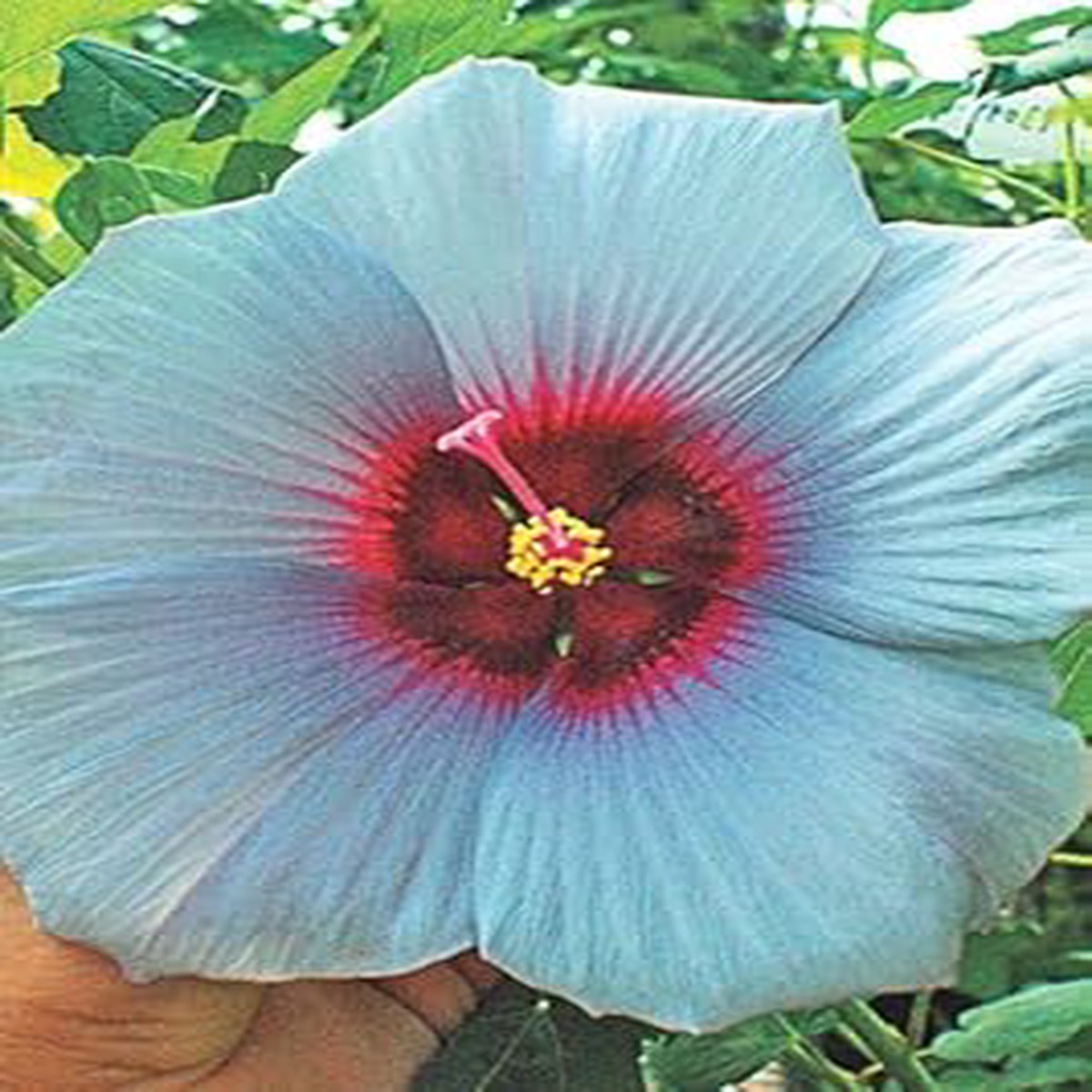 Heirloom Non-GMO Sky Blue Hibiscus Flower Seeds  High Germination Rare Tropical Blooms for Garden Planting