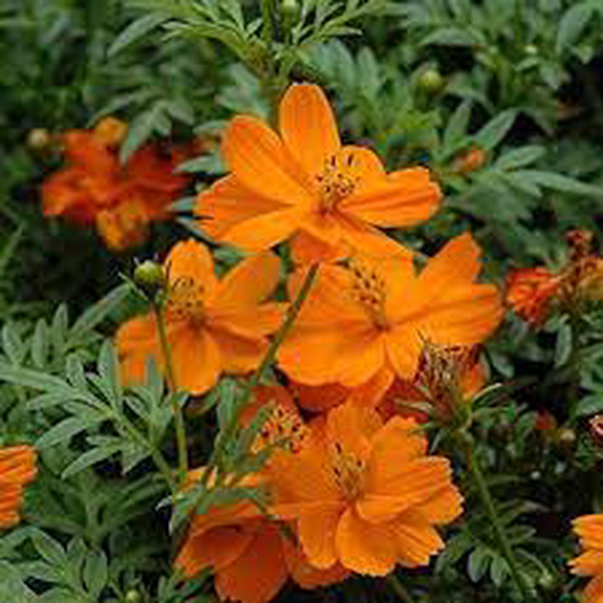 Orange Bossa Nova Flower Seeds for Planting  Non-GMO, Heirloom, High Germination Seeds