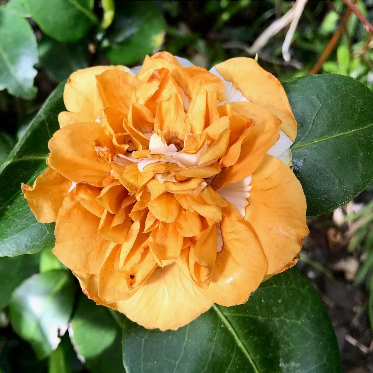 Orange White Camellia Flower Seeds Non-GMO, for Garden Planting