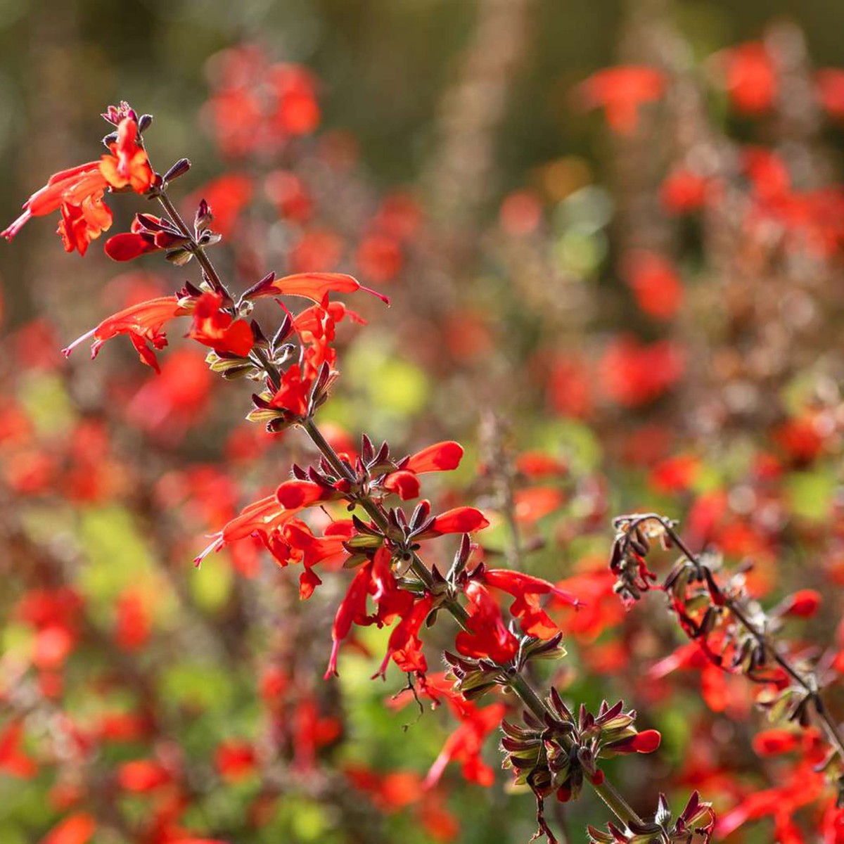 Pineapple Sage Flower Seeds for Planting - Heirloom and Non-GMO Seeds for Home Garden