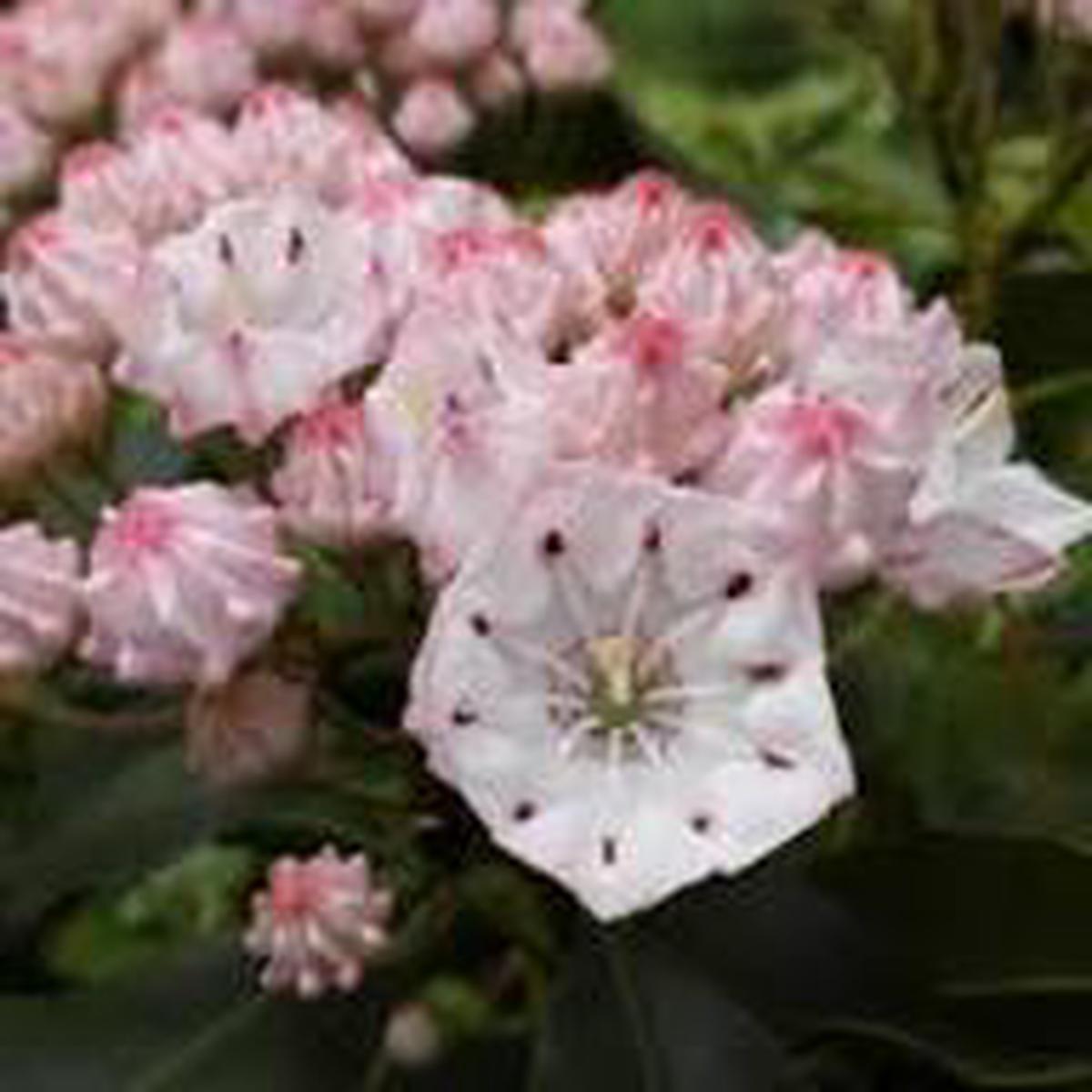 Pink Laurel Flower Seeds for Planting  Heirloom, Non-GMO, High Germination Organic Garden Seeds
