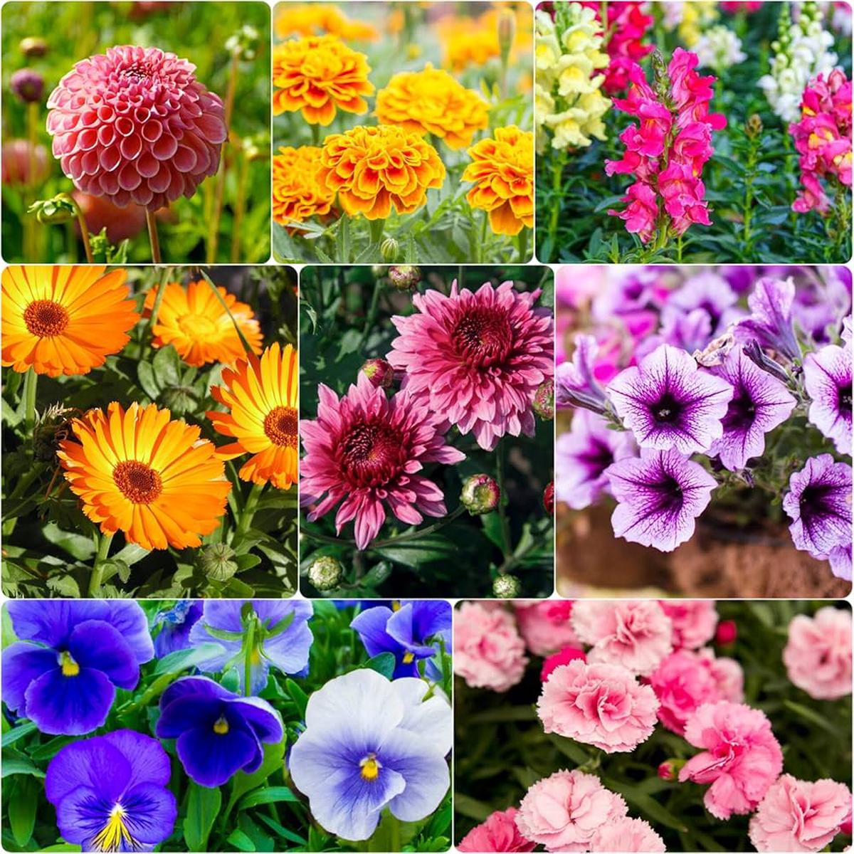 Primaverine-Sera Flower Seeds (Mixed Seasonal Variety) Bulk Pack for Mass Planting