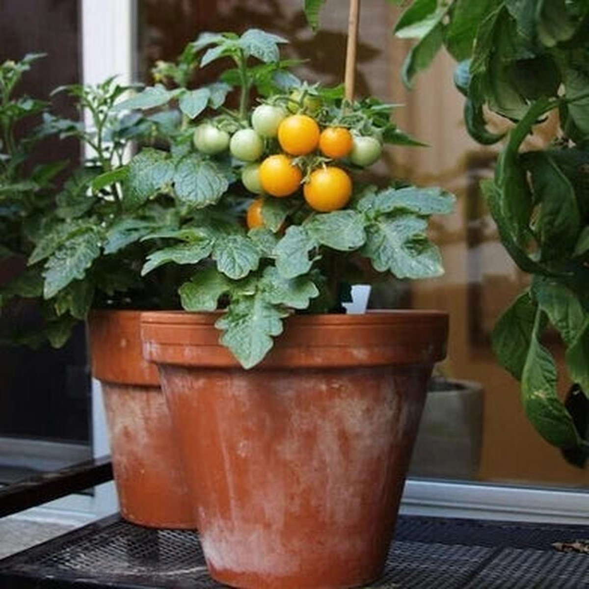 Ten Orange Hat Tomato Seeds for Planting - Micro Dwarf - Perfect For Aerogardens & Patio  Heirloom, Non-GMO