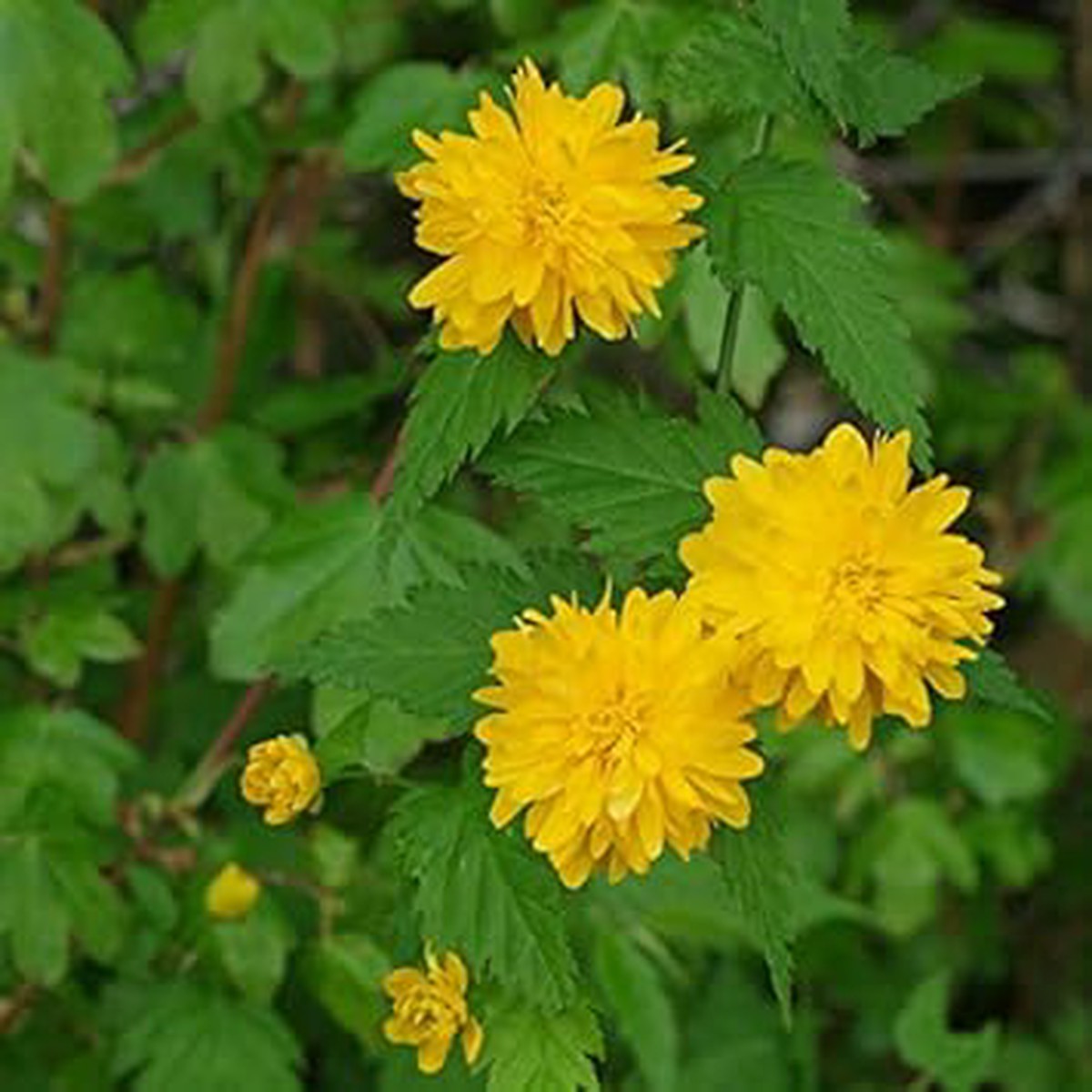 Yellow Kerria Japonica Flower For Planting Non Gmo Flower Seeds for Home Garden Planting, Blooming
