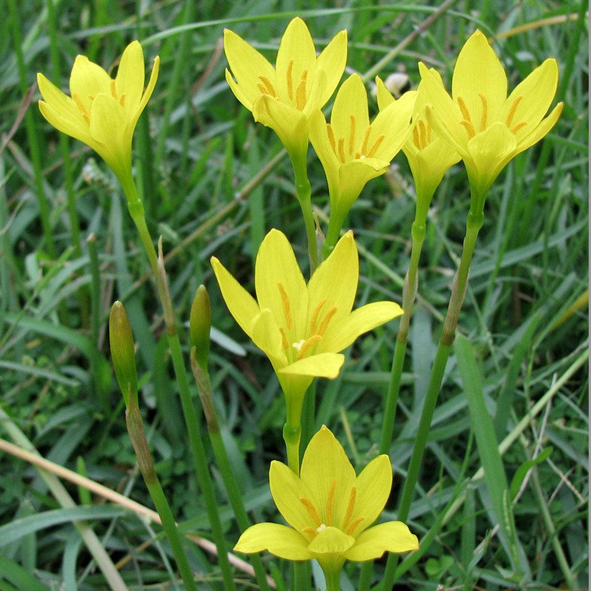 Yellow Zephyranthes Flower seeds for Planting Shade Tolerant Heirloom & GMO Free Seeds for Home Garden  Sale
