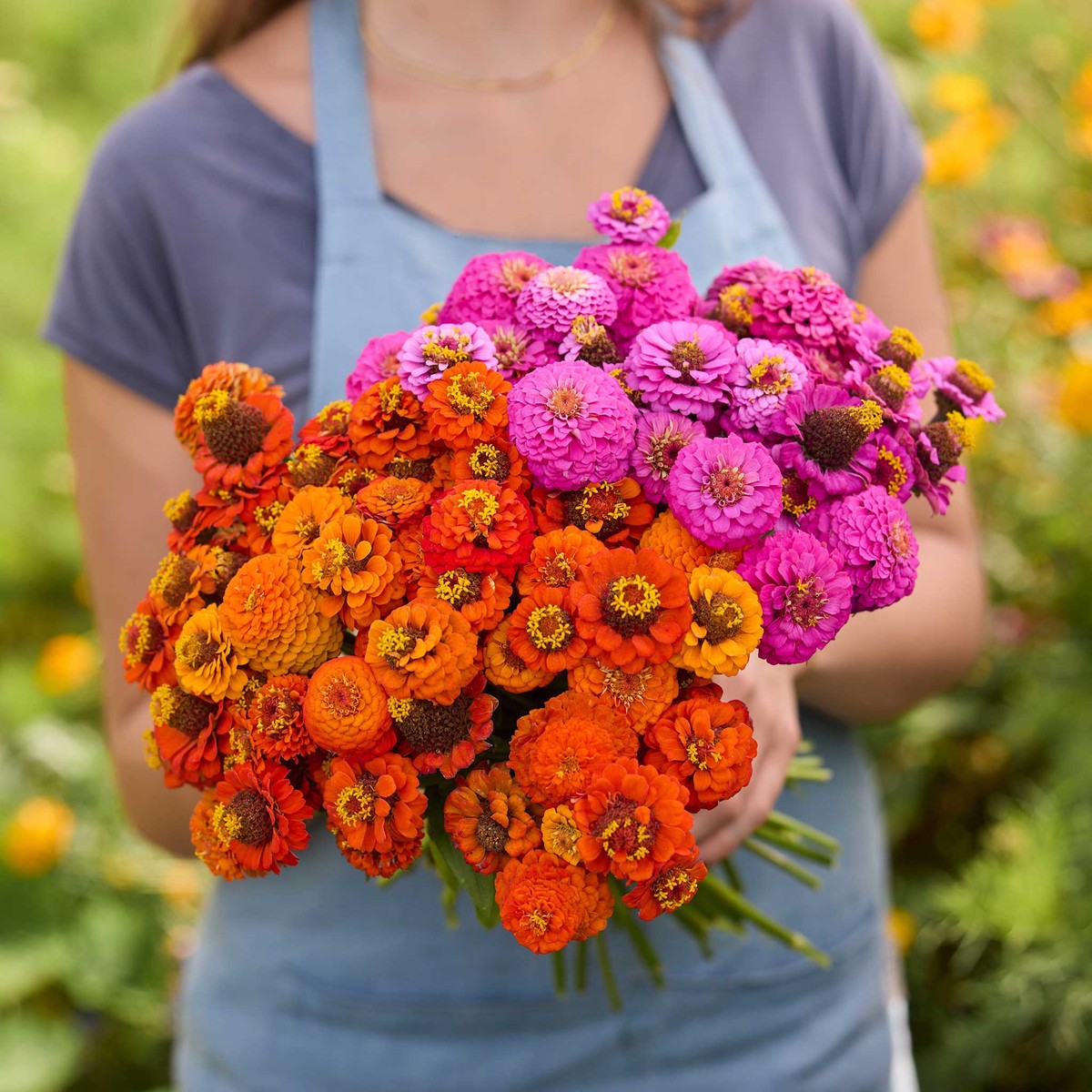 Zinnia Bundle - Lilliput Orange & Purple