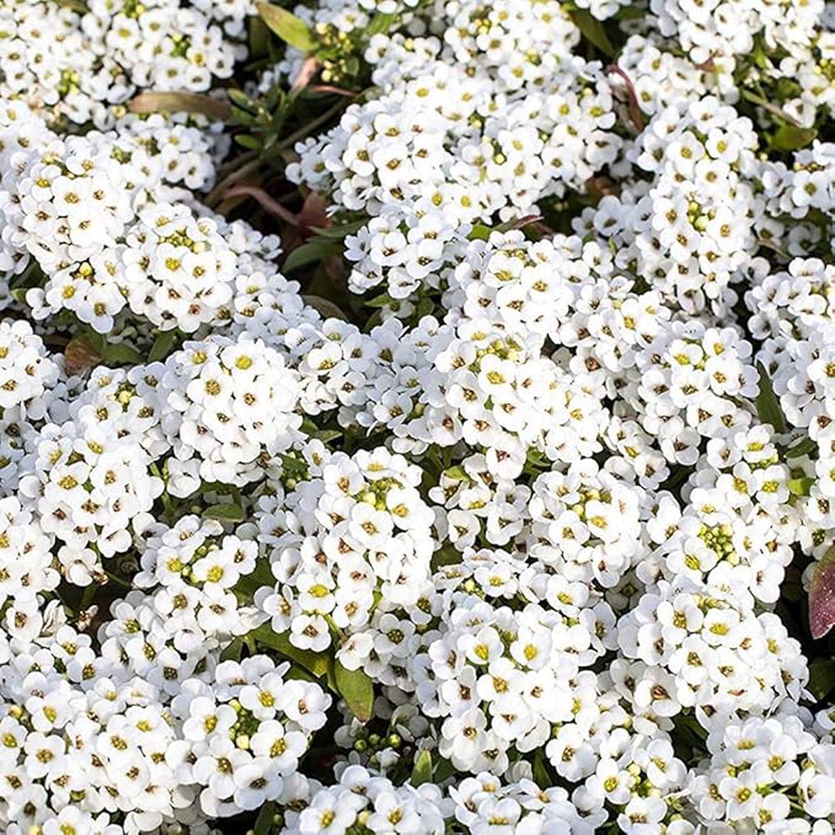 Alyssum Lobularia maritima Flower Seeds for Planting in Flower Bed