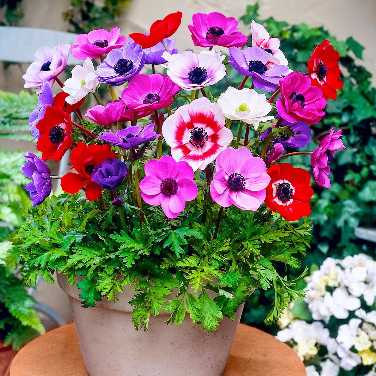 Anemone Mixed Color Flower Seeds for Planting
