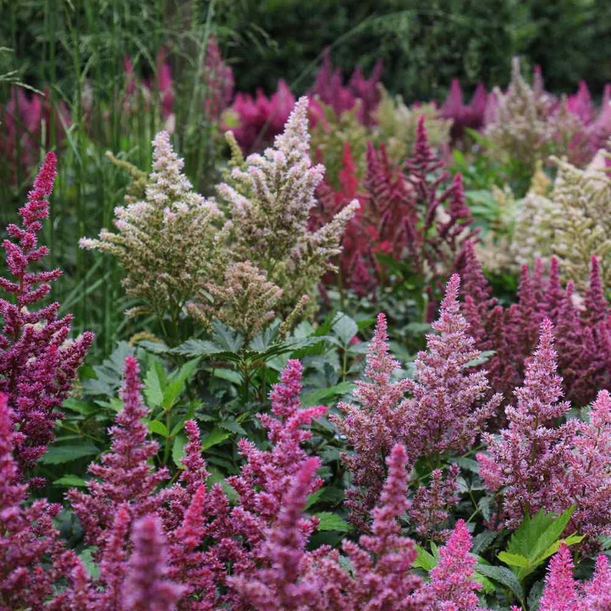 Astilbe Astilbe Flower Seeds for Planting in Flower Bed & Garden