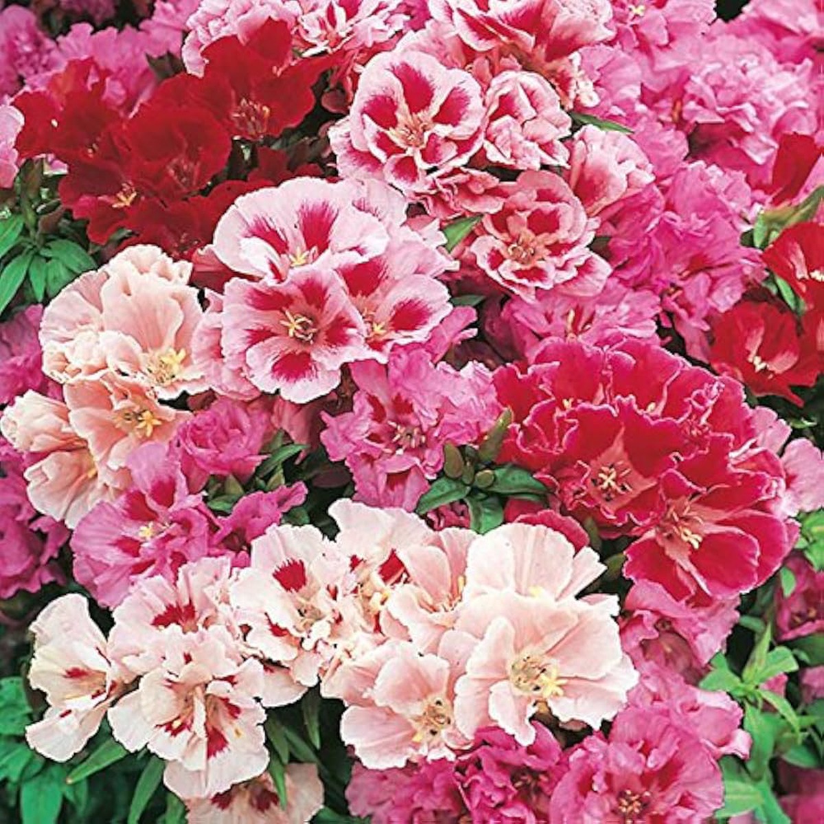 Azalea Rhododendron spp. flower seeds for planting in shaded home garden areas and pots