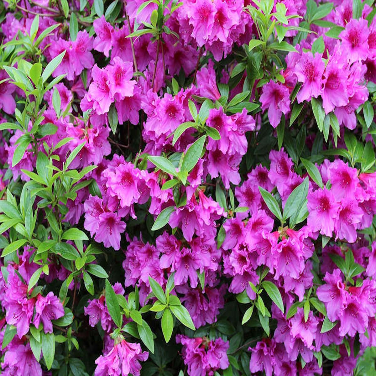 Azalea Seeds for Planting Pink Flowers
