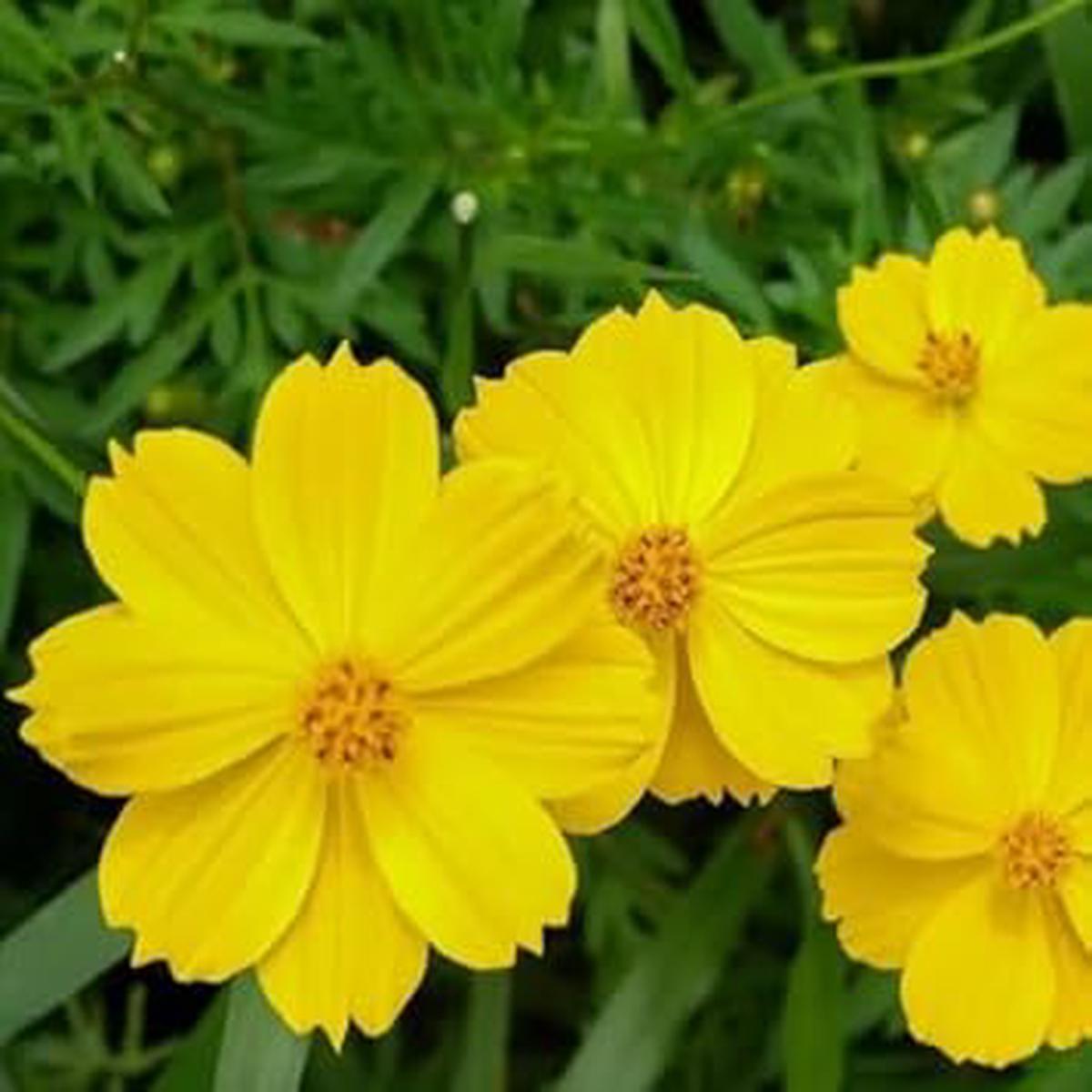 Yellow Cosmos Flower Seeds for Planting  Bright Blooms for Your Garden, Heirloom Seeds