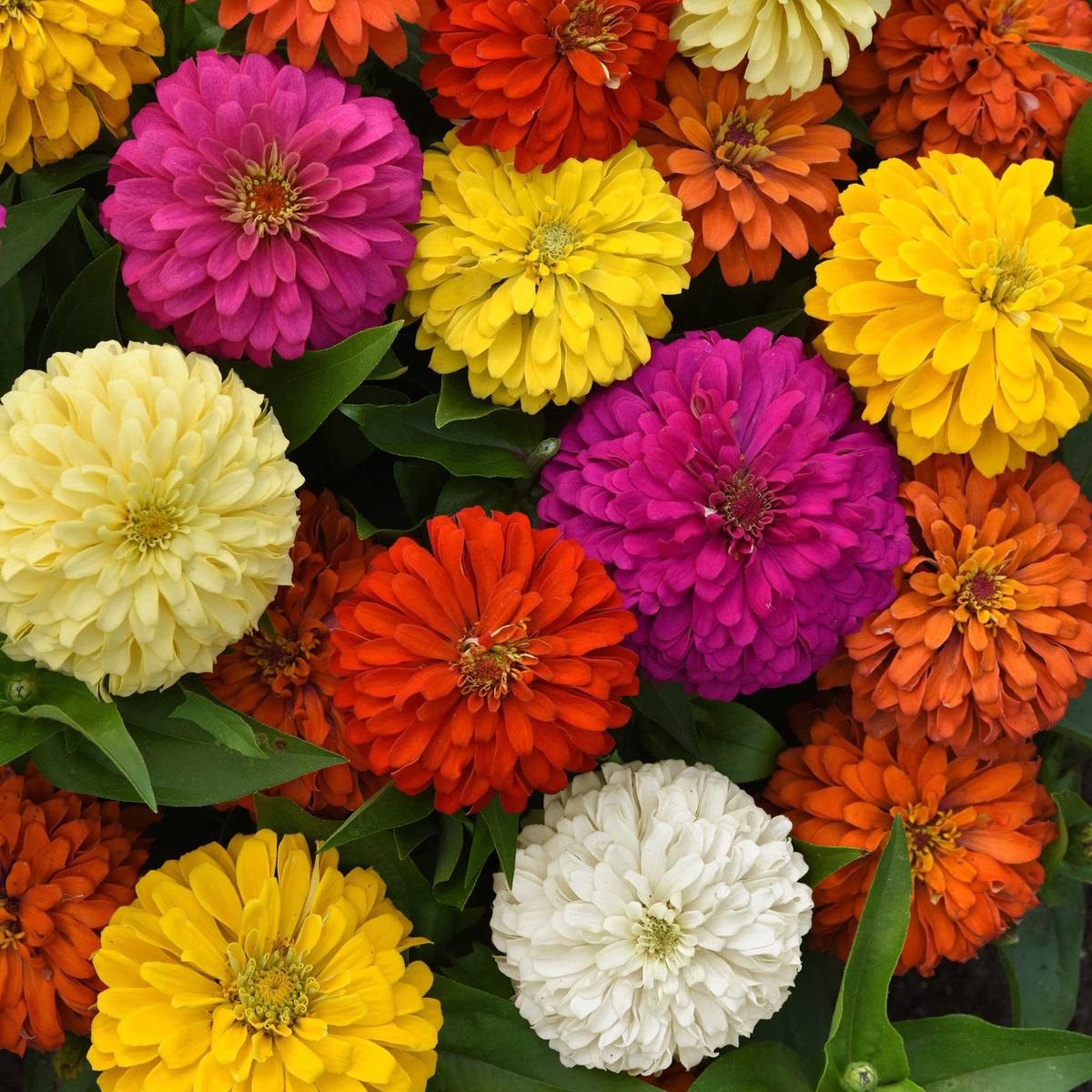 Zinnia Seeds - Elegant Full Mix